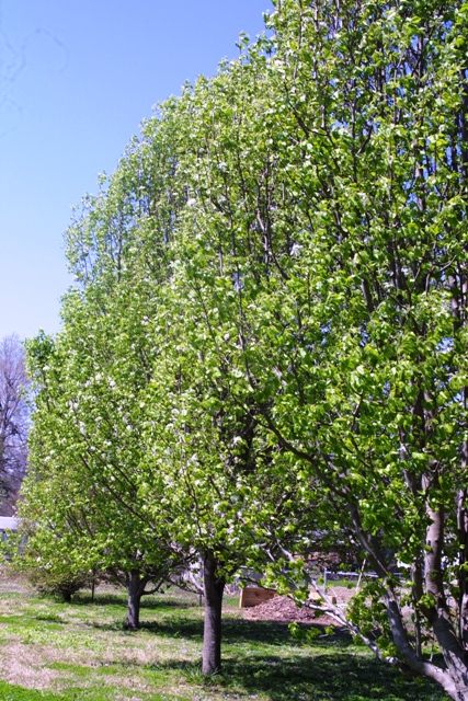 c0062603_4584865.jpg