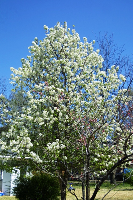 c0062603_552212.jpg
