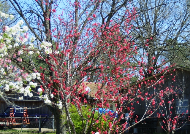 c0062603_554566.jpg