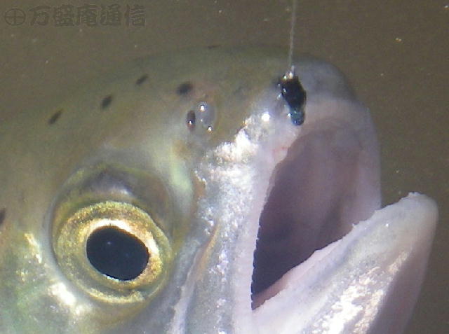 b0172209_12313259.jpg