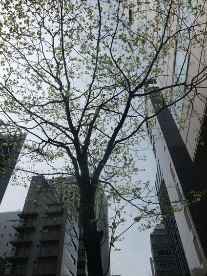e0123712_13223732.jpg