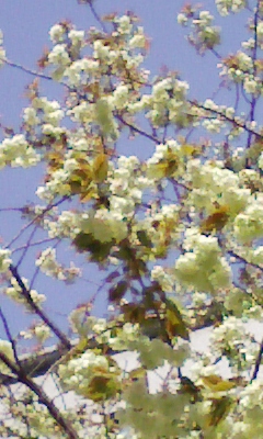 e0009714_847024.jpg