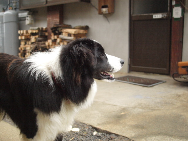 c0072843_16554730.jpg