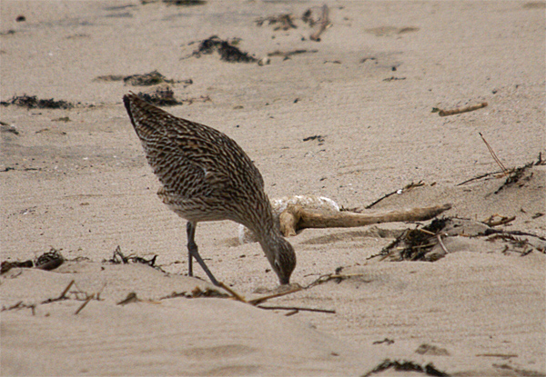 f0214649_839883.jpg