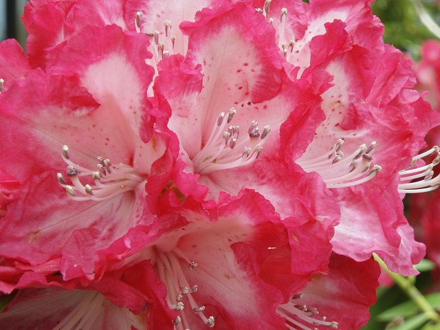 b0004675_2233129.jpg