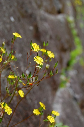 d0114583_1382591.jpg