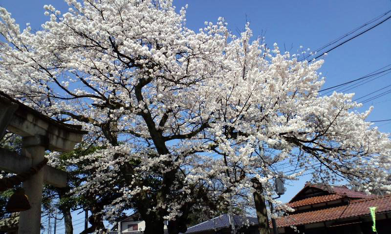 d0093903_2342288.jpg