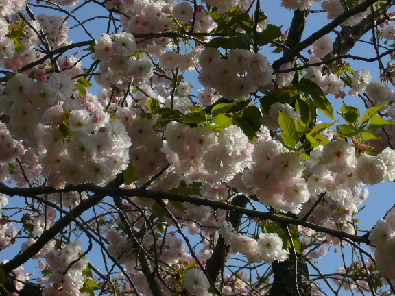 e0130008_20132058.jpg