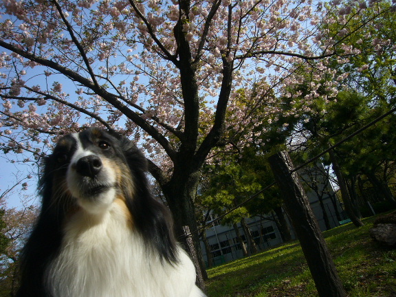 e0130008_20133473.jpg