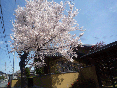 d0004426_13355828.gif