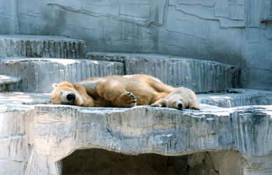 c0188928_21252467.gif