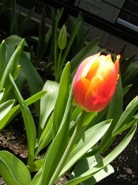 a0105730_126452.jpg