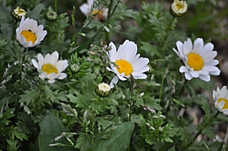 b0129533_21392526.jpg