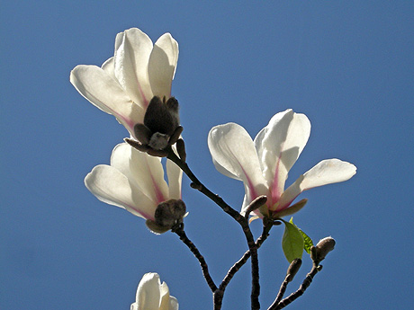 a0001354_22574292.jpg