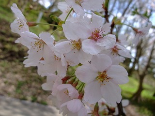 c0208355_1111071.jpg