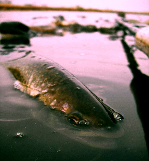 f0084561_17294873.jpg