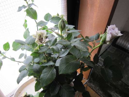 c0202870_8405285.jpg
