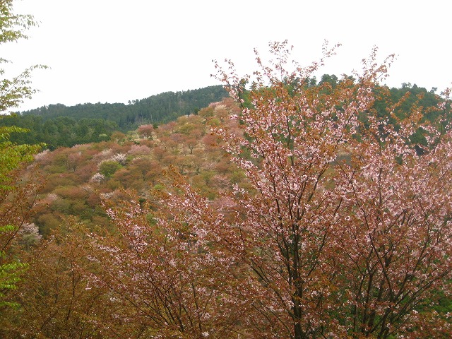 e0106372_11405187.jpg
