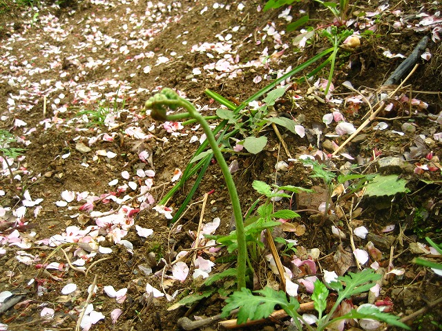 e0106372_11415544.jpg