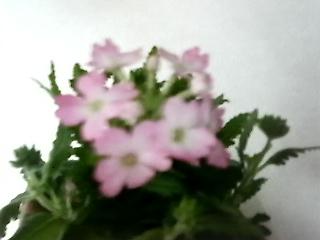 f0016981_12511528.jpg