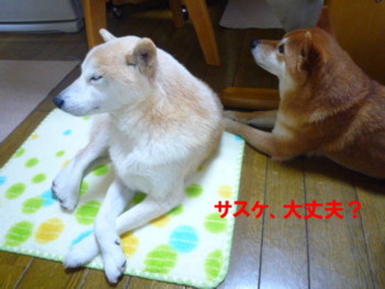 e0131506_175011.jpg