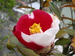 c0190010_2036488.jpg