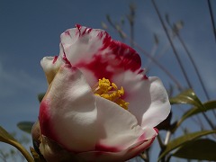 c0190010_2037184.jpg