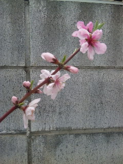 c0201113_219666.jpg