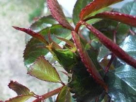 f0204440_1040837.jpg