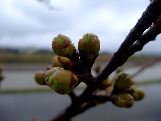 c0208355_18592376.jpg