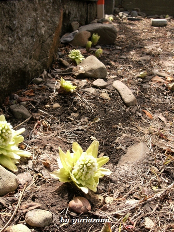 d0145759_1843989.jpg
