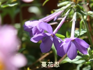 d0054461_1572498.jpg