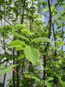 c0186463_16372013.jpg