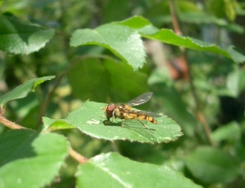 c0186463_1658151.jpg