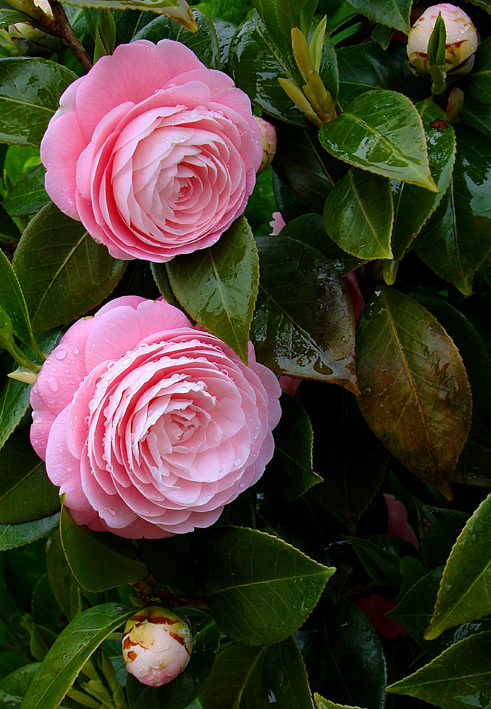 f0215767_17373945.jpg