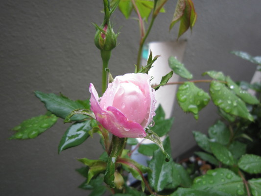 c0202870_1238187.jpg