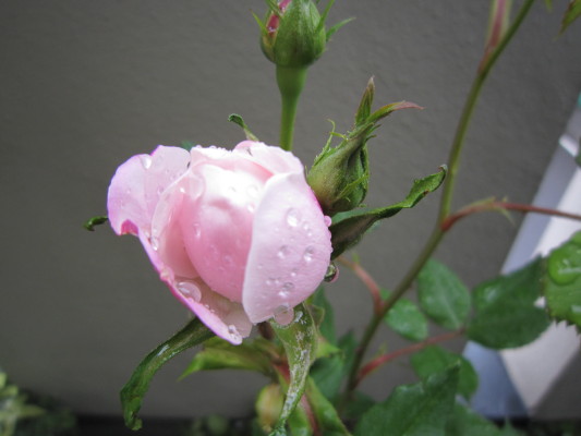 c0202870_12383254.jpg