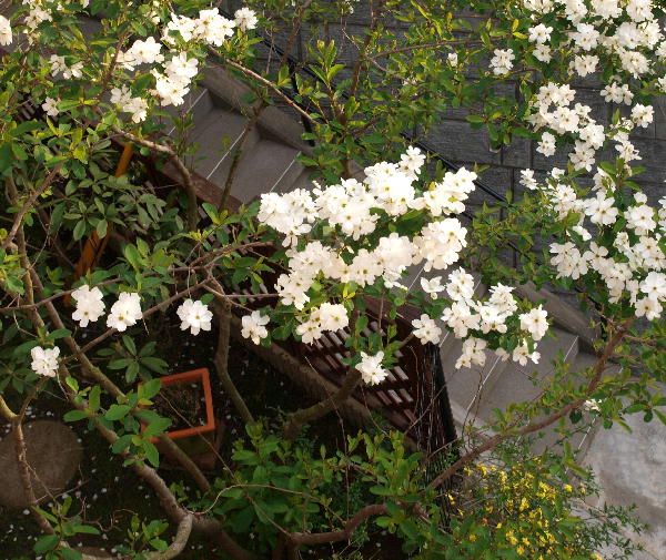 f0160583_2156744.jpg
