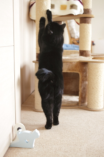 ぴくっ! 猫タワーで爪とぎ中の小娘