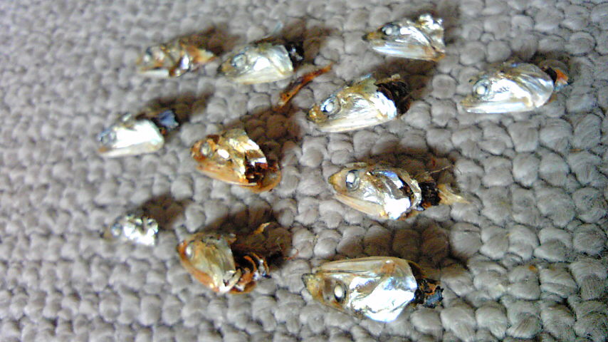 f0058098_12111845.jpg