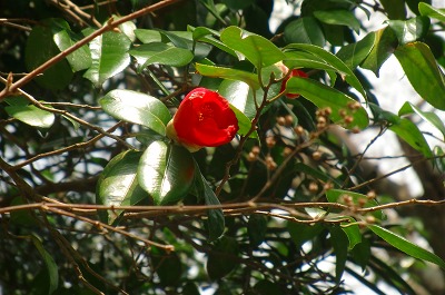c0153302_23572324.jpg