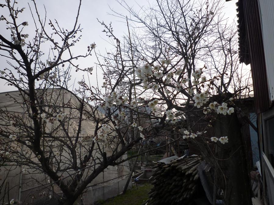 b0035611_2095887.jpg