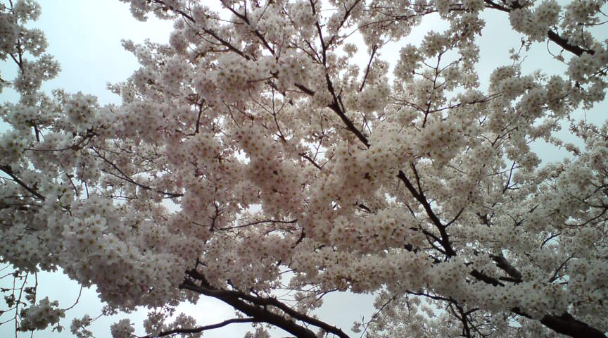 c0054838_12545153.jpg