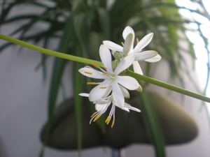c0153444_11142288.jpg