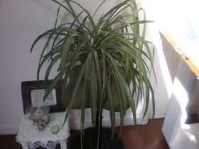 c0153444_1114536.jpg