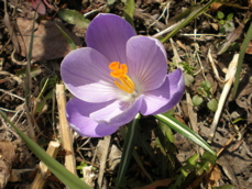 c0153444_1173758.jpg