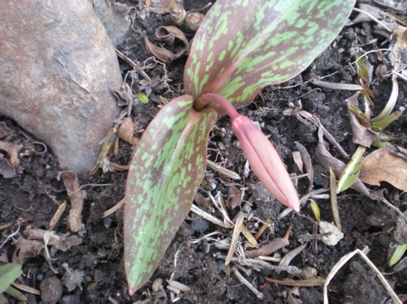 c0153444_1175561.jpg