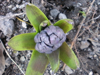 c0153444_1181595.jpg
