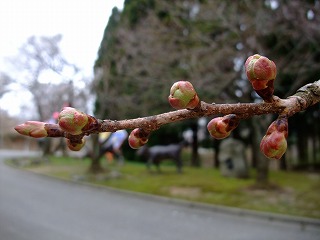 c0208355_15424633.jpg