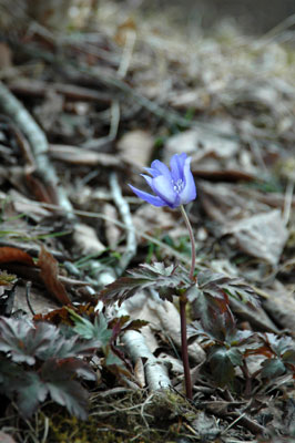 c0050264_1253279.jpg